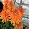 Kniphofia 'Poco Orange' Red Hot Poker 1 Kniphofia 'Poco Orange' Red Hot Poker -NatureNest Gardens Store Kniphofia Poco Orange 9