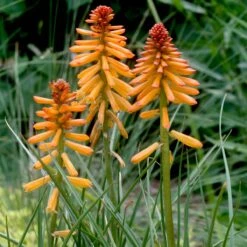Kniphofia 'Poco Orange' Red Hot Poker -NatureNest Gardens Store Kniphofia Poco Orange Red Hot Poker