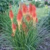 Kniphofia 'Red Roulette' Red Hot Poker -NatureNest Gardens Store Kniphofia Red Roulette Red Hot Poker
