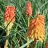 Kniphofia 'Border Ballet' Red Hot Poker -NatureNest Gardens Store Kniphofia Border Ballet EZ