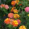 Lantana Camara 'Miss Huff' -NatureNest Gardens Store LNT Miss Huff EZ