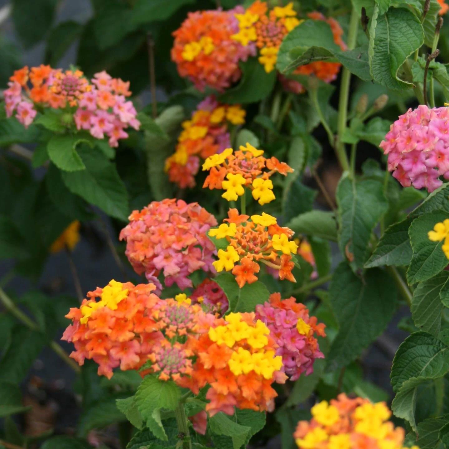 Lantana Camara 'Miss Huff' 3 Lantana Camara 'Miss Huff'