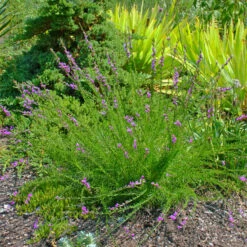 Liatris Microcephala Dwarf Blazing Star 7 Liatris Microcephala Dwarf Blazing Star -NatureNest Gardens Store LTR microcephala EZ