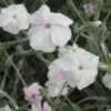 Lychnis 'Angel Blush' Rose Champion -NatureNest Gardens Store LYC ANGELBLUSH