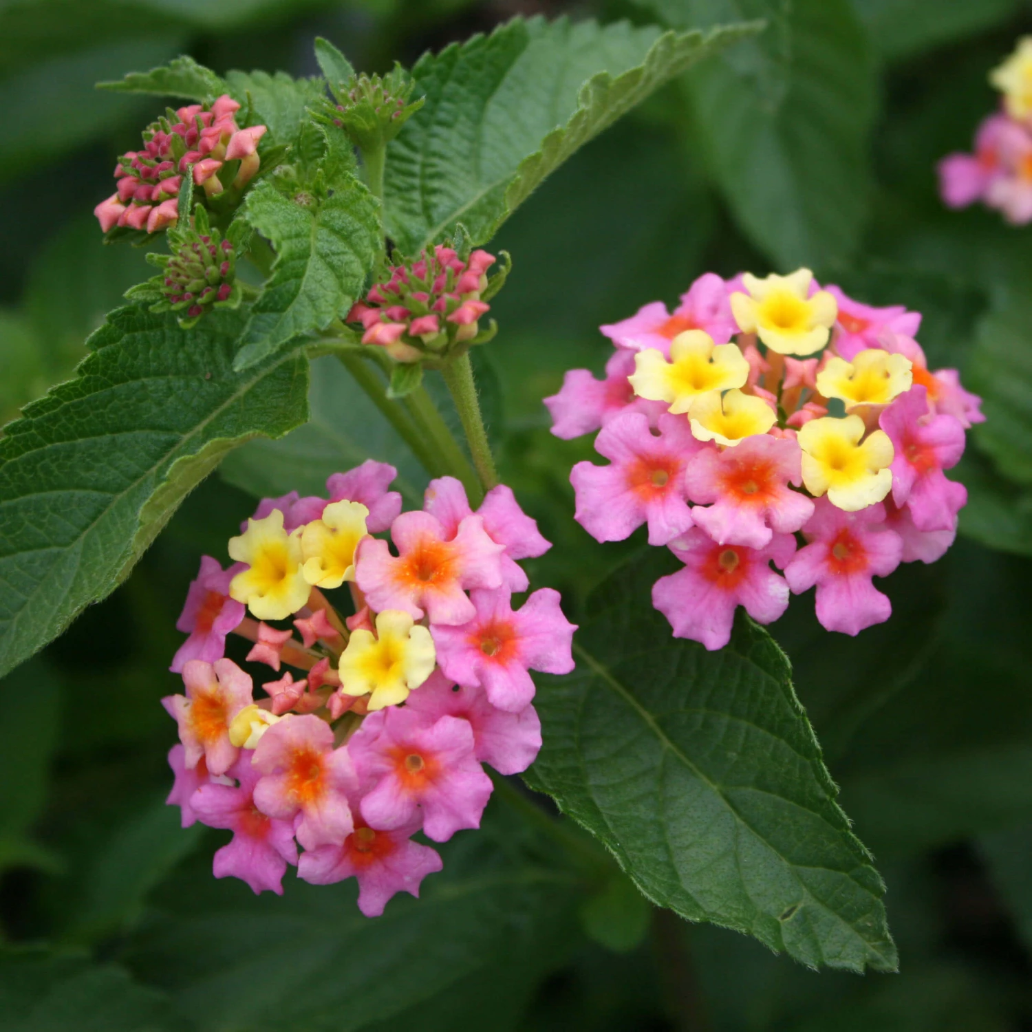 Lantana Camara 'Ham & Eggs' 4 Lantana Camara 'Ham & Eggs' - Image 2