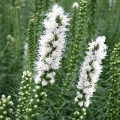 Liatris Spicata 'Floristan White' Gayfeather