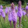 Liatris Spicata Gayfeather -NatureNest Gardens Store Liatris spicata Gayfeather