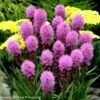 Liatris Spicata 'Original Kobold' Gayfeather -NatureNest Gardens Store Liatris spicata Original Kobold Gayfeather