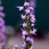 Liatris Microcephala Dwarf Blazing Star -NatureNest Gardens Store Liatris microcephala Dwarf Blazing Star DavidJStang