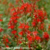 Lobelia Cardinalis Cardinal Flower 1 Lobelia Cardinalis Cardinal Flower -NatureNest Gardens Store Lobelia cardinalis 0000 high res.jpg WALTERS