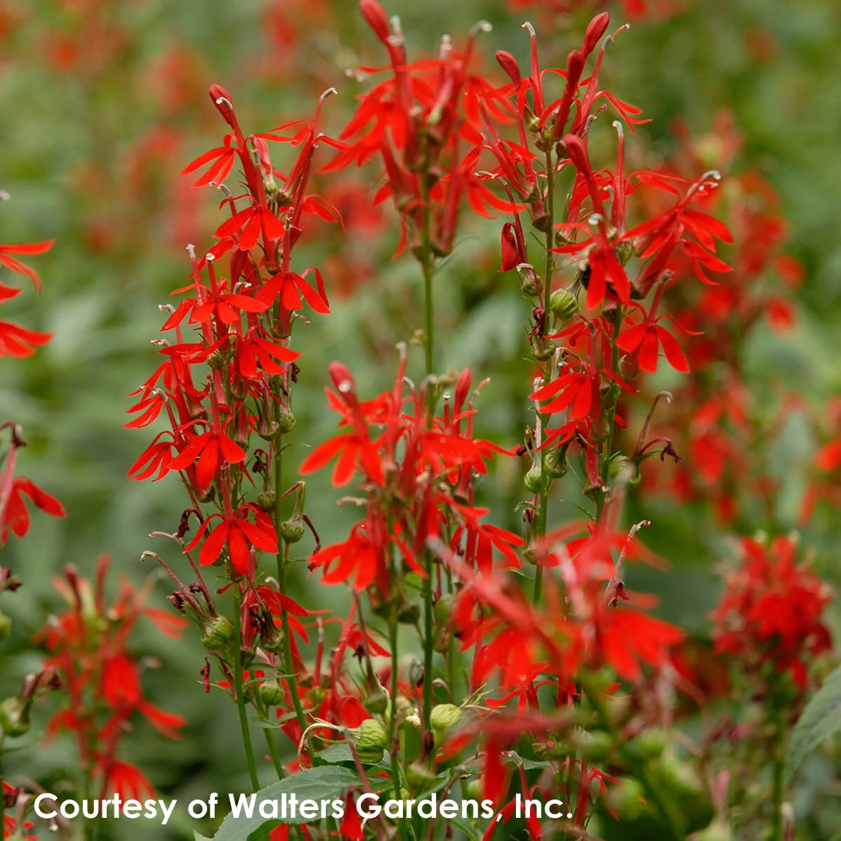 Lobelia Cardinalis Cardinal Flower 3 Lobelia Cardinalis Cardinal Flower