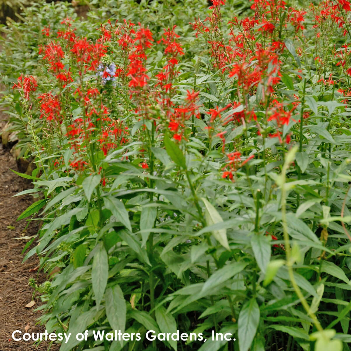 Lobelia Cardinalis Cardinal Flower 4 Lobelia Cardinalis Cardinal Flower - Image 2
