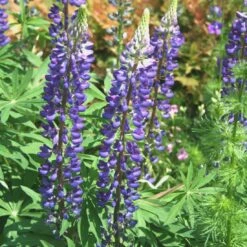 Lupinus Perennis Wild Lupine