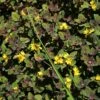 Lysimachia 'Persian Chocolate' Moneywort -NatureNest Gardens Store Lysimachia Moneywort Persian Chocolate