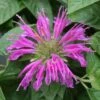 Monarda 'Purple Rooster' Bee Balm