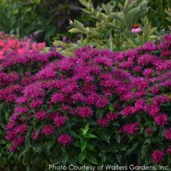 Monarda Didyma 'Grape Gumball' Bee Balm 11 Monarda Didyma 'Grape Gumball' Bee Balm -NatureNest Gardens Store MONARDA GRAPE GUMBALL 5