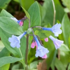 Mertensia Virginica Virginia Bluebells -NatureNest Gardens Store MRT virginica publicdomain