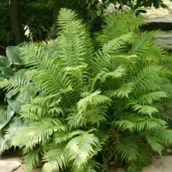 Fern Ostrich Matteuccia Struthiopteris The King