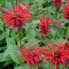 Monarda 'Jacob Cline' Bee Balm -NatureNest Gardens Store Monarda Jacob Cline Bee Balm