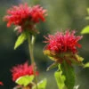 Monarda Didyma Bee Balm -NatureNest Gardens Store Monarda didyma Bee Balm