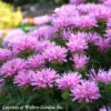 Monarda Didyma 'Pink Frosting' Bee Balm -NatureNest Gardens Store Monarda didyma Pink Frosting