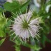 Monarda Fistulosa Wild Bergamot 1 Monarda Fistulosa Wild Bergamot -NatureNest Gardens Store Monarda fistulosa wild bergamot bee balm