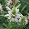 Monarda Punctata Spotted Bee Balm -NatureNest Gardens Store Monarda punctata spotted bee blam beeblam