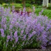 Nepeta 'Cat's Meow' Catmint 1 Nepeta 'Cat's Meow' Catmint -NatureNest Gardens Store NEPETA CATS MEOW 1