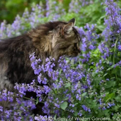 Nepeta 'Cat's Meow' Catmint -NatureNest Gardens Store NEPETA CATS MEOW 3