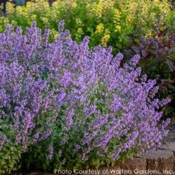 Nepeta 'Cat's Meow' Catmint -NatureNest Gardens Store NEPETA CATS MEOW 4