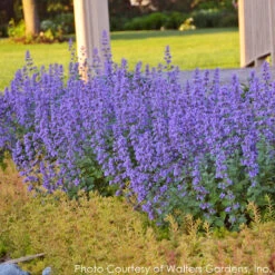 Nepeta 'Cat's Meow' Catmint -NatureNest Gardens Store NEPETA CATS MEOW 5