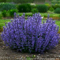 Nepeta 'Cat's Pajamas' Catmint -NatureNest Gardens Store NEPETA CATS PAJAMAS 3
