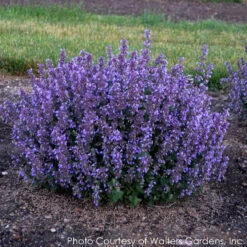 Nepeta 'Cat's Pajamas' Catmint -NatureNest Gardens Store NEPETA CATS PAJAMAS 4