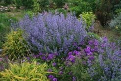 Nepeta Faassenii 'Walker's Low' Catmint -NatureNest Gardens Store NPT Walkers Low in yard EZ
