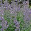 Nepeta Faassenii 'Junior Walker' Catmint -NatureNest Gardens Store Nep JuniorWalker flw 2