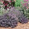 Sedum Dazzleberry -NatureNest Gardens Store Nepeta Cats Pajamas Sedum Dazzleberry Lychnis