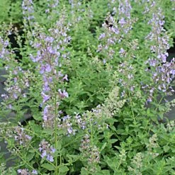 Nepeta Faassenii 'Junior Walker' Catmint 7 Nepeta Faassenii 'Junior Walker' Catmint -NatureNest Gardens Store Nepeta Junior Walker Catmint