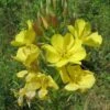 Oenothera Biennis 2 Oenothera Biennis -NatureNest Gardens Store Oenothera biennis evening primrose public domain