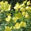 Oenothera Fruticosa Sundrops