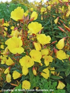 Oenothera Fruticosa 'Fireworks' Sundrops -NatureNest Gardens Store Oenothera Fireworks 4
