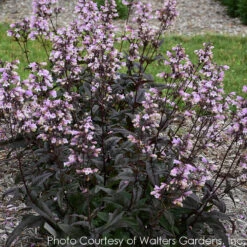 Penstemon 'Blackbeard' Beardtongue -NatureNest Gardens Store PENSTEMON0 BLACKBEARD 1