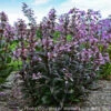 Penstemon 'Blackbeard' Beardtongue