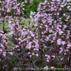Penstemon 'Blackbeard' Beardtongue -NatureNest Gardens Store PENSTEMON0 BLACKBEARD 3