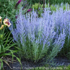 Perovskia Atriplicifolia 'Blue Jean Baby' Russian Sage 7 Perovskia Atriplicifolia 'Blue Jean Baby' Russian Sage -NatureNest Gardens Store PEROVSKIA BLUE JEAN BABY 1