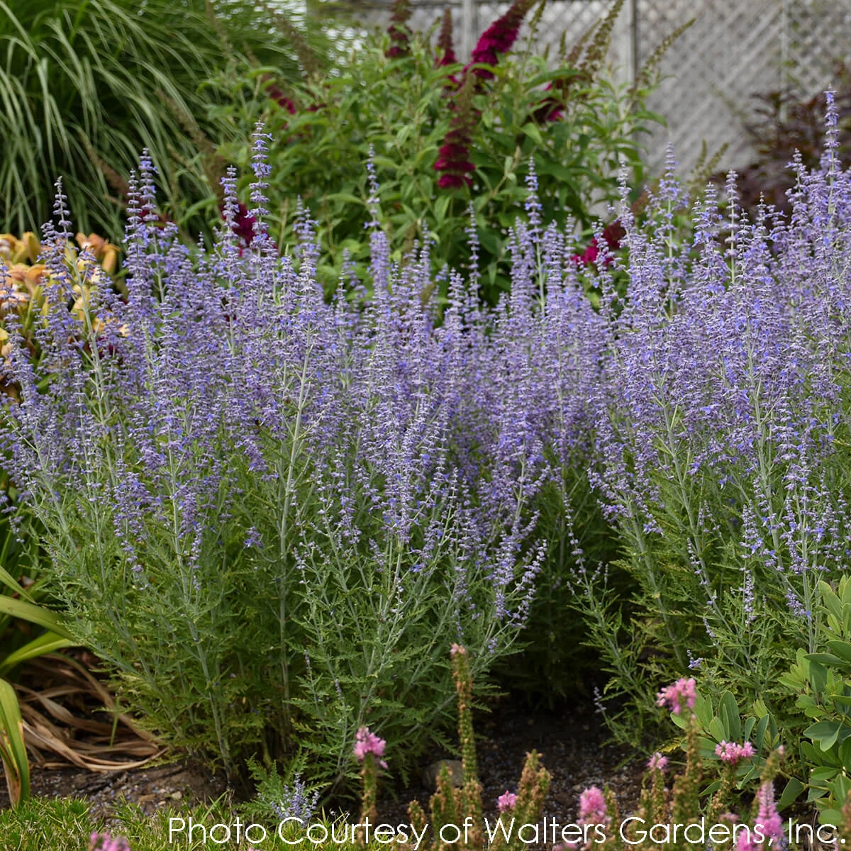Perovskia Atriplicifolia 'Blue Jean Baby' Russian Sage 4 Perovskia Atriplicifolia 'Blue Jean Baby' Russian Sage - Image 2