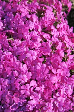 Phlox Subulata 'Drummond's Pink' Creeping Phlox