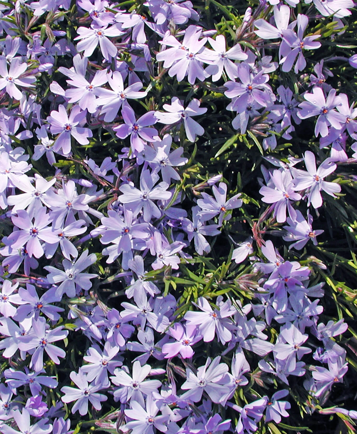 Phlox Subulata 'Emerald Blue' Creeping Phlox 5 Phlox Subulata 'Emerald Blue' Creeping Phlox - Image 3