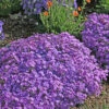 Phlox Subulata 'Purple Beauty' Creeping Phlox