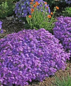 Phlox Subulata 'Purple Beauty' Creeping Phlox