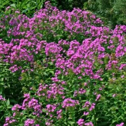 Phlox Paniculata 'Robert Poore' Garden Phlox 9 Phlox Paniculata 'Robert Poore' Garden Phlox -NatureNest Gardens Store PHL Robert Poore EZ